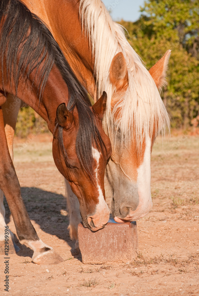 Fototapeta premium Two horses licking on a salt block