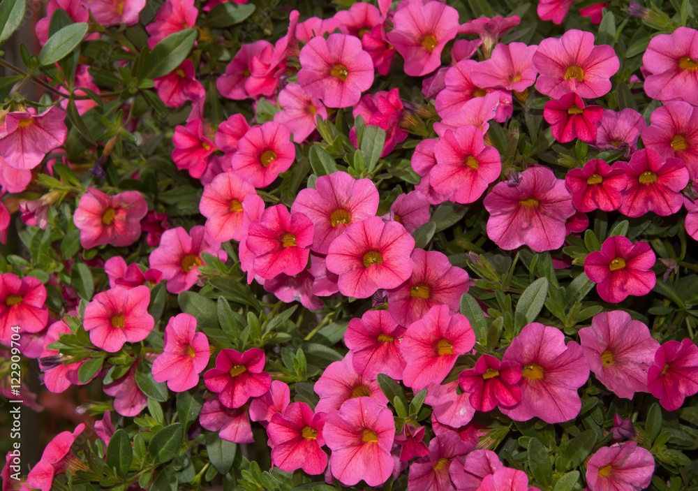 Calibrachoa, Mini Petunia, flower masses in pink Calibrachoa, Mini Petunia, flower masses in pink