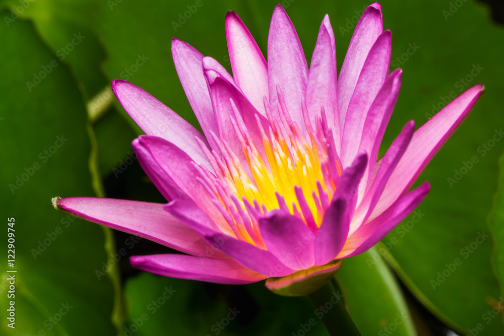 Pink water lily on lilypads in a pond Pink water lily on lilypads in a pond