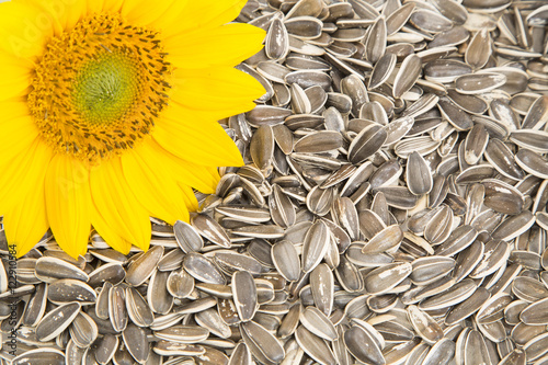 Flower and sunflower seeds