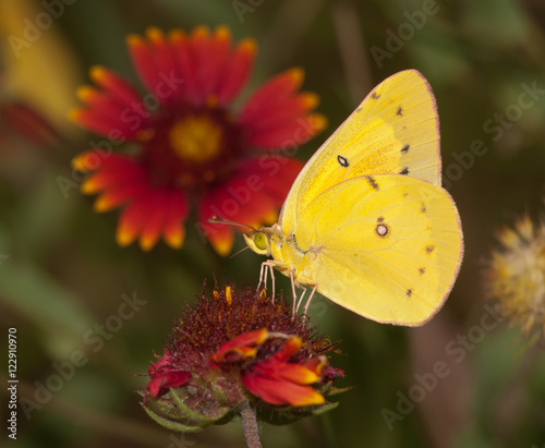 Bright yellow Clouded Sulphur butterfly feeding on an Indian Blanketflower with summer meadow beackground © pimmimemom