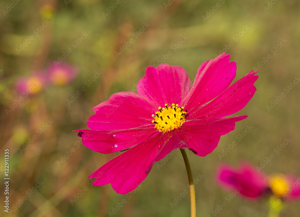 Obraz premium Beautiful magenta Cosmos flower blooming in summer