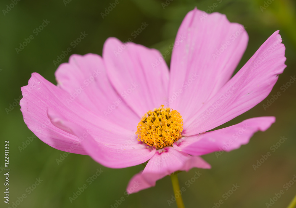 Closeup of a beautiful pink Cosmos flower blooming in summer Closeup of a beautiful pink Cosmos flower blooming in summer