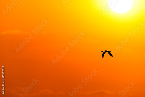 Bird Sunset