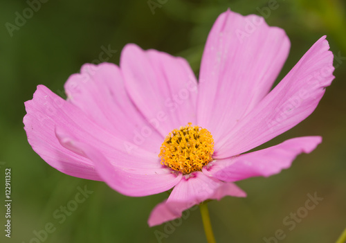 Closeup of a beautiful pink Cosmos flower blooming in summer