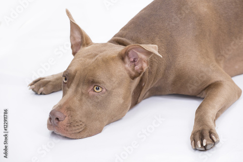 Pitbull dog in front on white background