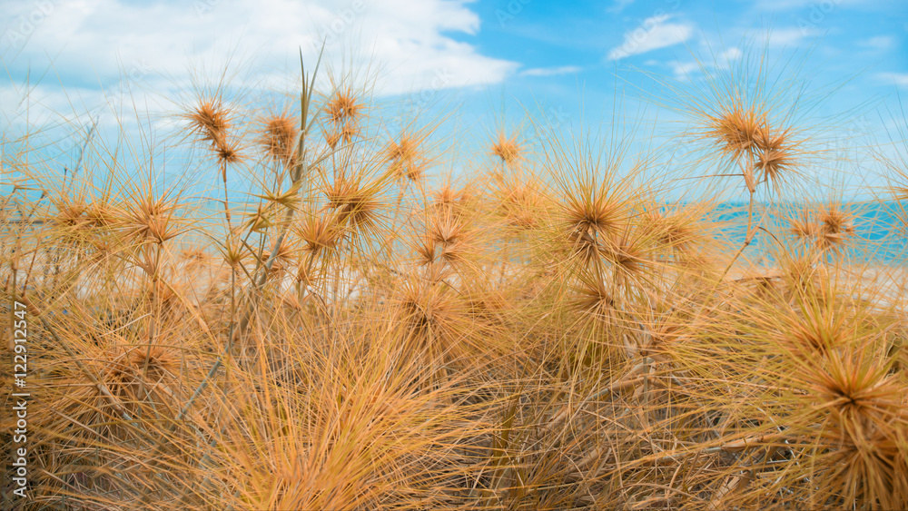 Dry grass with sand beach sea view. Dry grass with sand beach sea view.