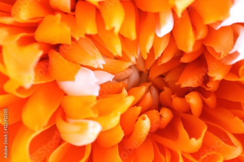 Closeup of beautiful Orange Chrysanthemum flower © jacquimartin