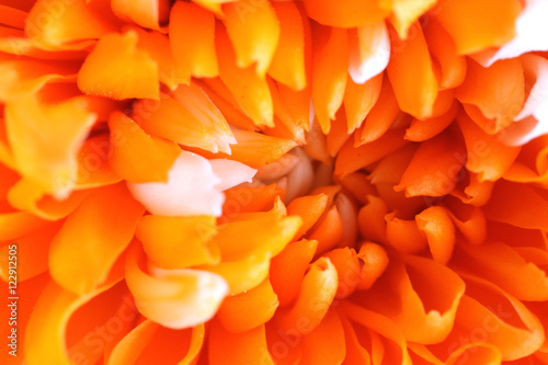 Closeup of beautiful Orange Chrysanthemum flower