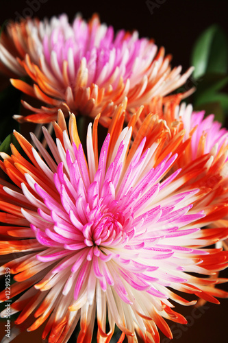 Beautiful pink and orange Chrysanthemum flowers on a black background