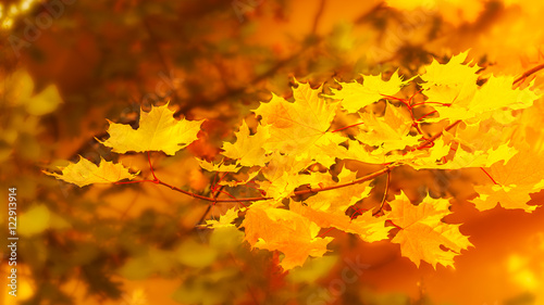 Yellow maple branch on fall background
