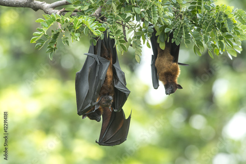 Bat hanging upside down in tree