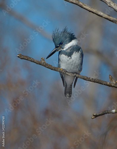 Konstfotografi Belted Kingfisher lurking in California