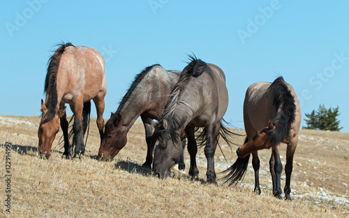 Band of Wild Horses grazing on Sykes Ridge in the Pryor Mountains Wild Horse Range in Montana - Wyoming United States of America