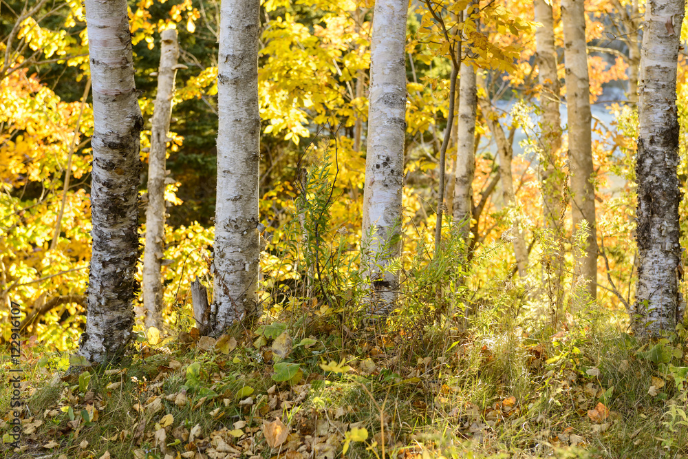 Fototapeta premium Birch Trees on Sunny Day in Fall