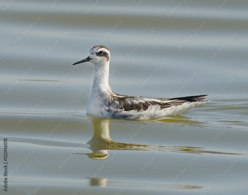 Redneck Phalarope swimming Redneck Phalarope swimming