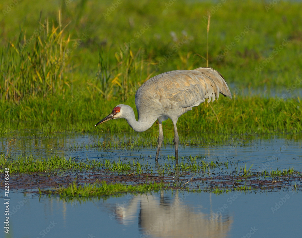 Obraz premium Sandhill Cranes wading in flooded fields of California