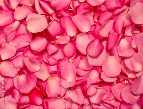 Canvas Print Red pink rose petal background