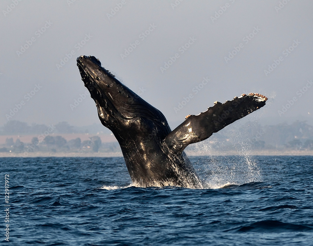 Naklejka premium Humpback Whale Breaching