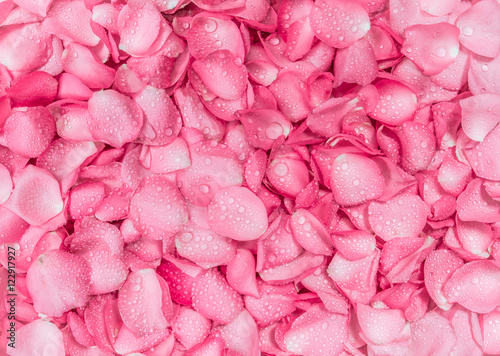 the fresh pink rose petal background with water rain drop