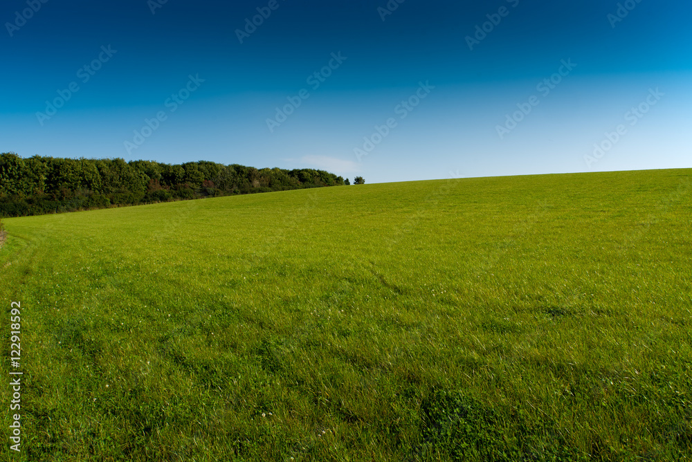 Obraz premium Verdant grassland with a forest and a clear blue sky near St Issey in north Cornwall.