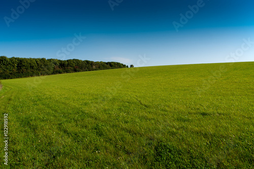 Verdant grassland with a forest and a clear blue sky near St Issey in north Cornwall.