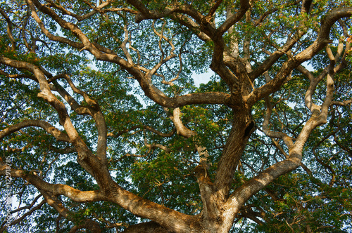 branch of tree from ancient tree