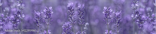 aromatic lavender grows on the field