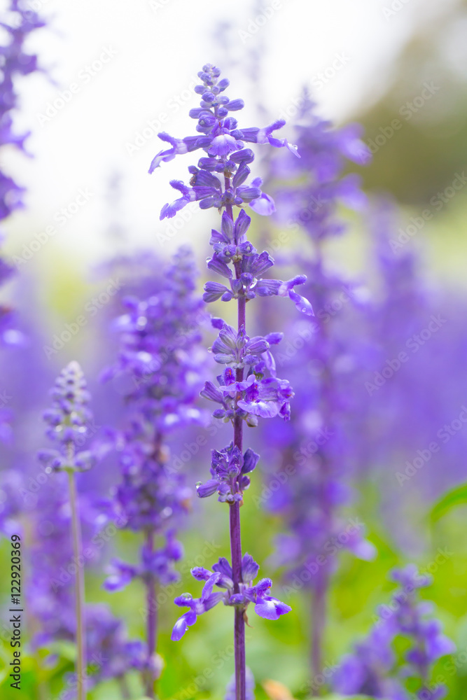 Fototapeta premium Lavender flower.