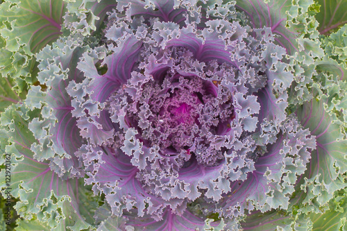 Foto Cabbage Flower, Amazing natural fractal plant.