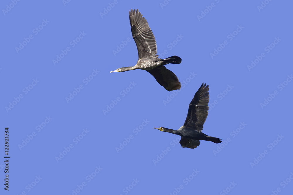 Obraz premium Cormorani