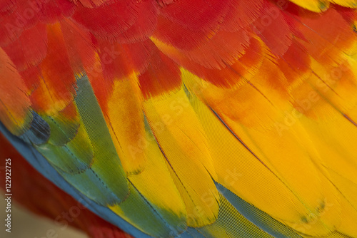 Beautiful macaw feathers photo