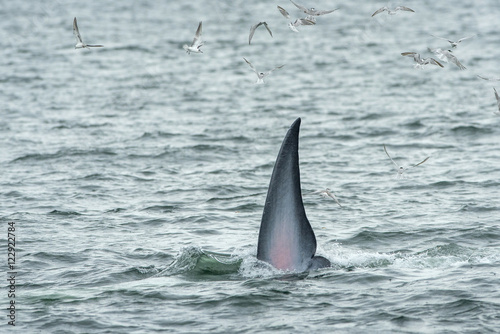 Bryde's whale, Eden's whale in Gulf of Thailand