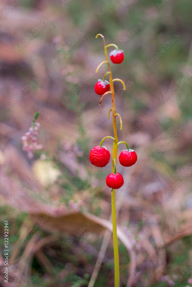 Red berries of lily-of-the-valley on autumnal coniferous forest