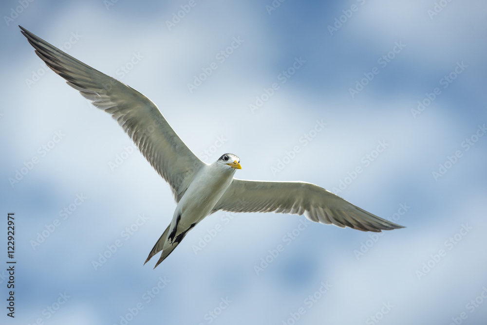 Great Crested Tern flying on blue sky Great Crested Tern flying on blue sky