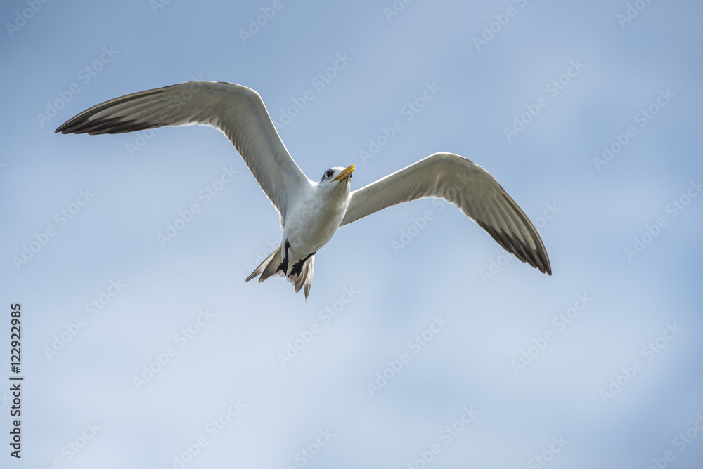 Great Crested Tern flying on blue sky Great Crested Tern flying on blue sky