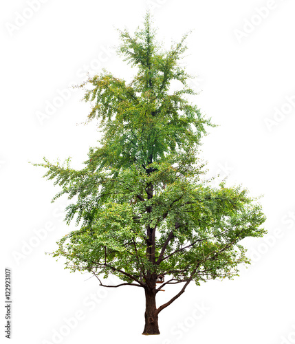 deciduous tree with starling house  isolated on white background.
