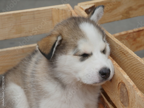 Adorable puppy sleeping in pallet