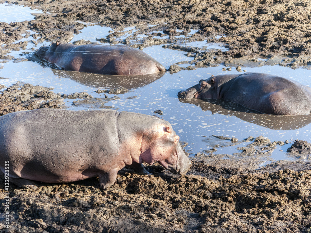 hippos relax at a water hole in the serengeti hippos relax at a water hole in the serengeti