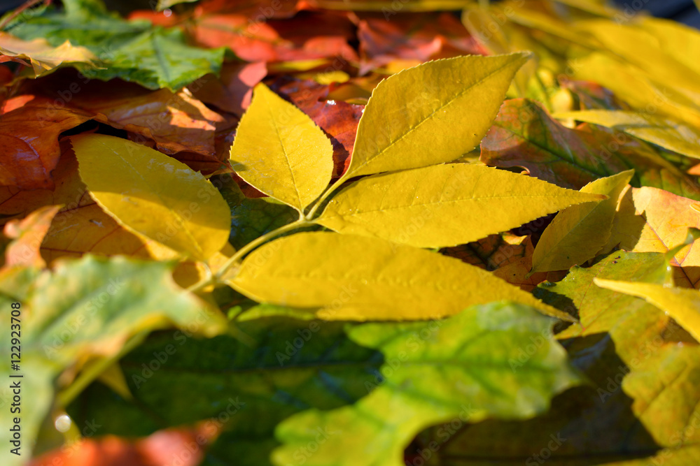 Obraz premium autumn background