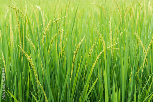 rice sprout ready to growing in the rice field. with selective f