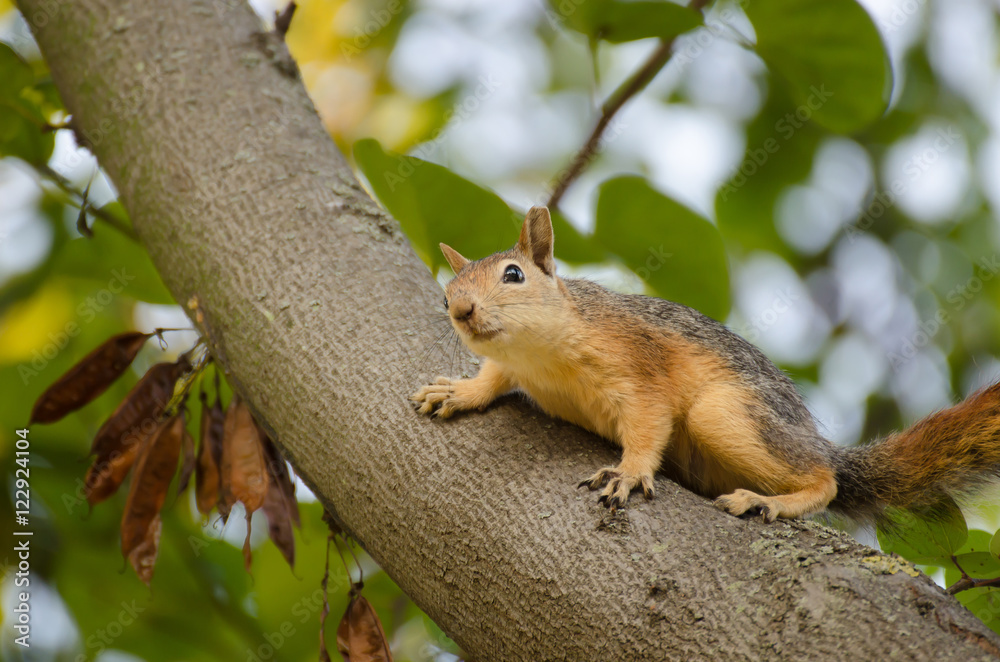 Cute red squirrel on a tree trunk Cute red squirrel on a tree trunk