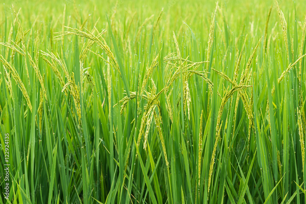 Naklejka premium rice sprout ready to growing in the rice field. with selective f