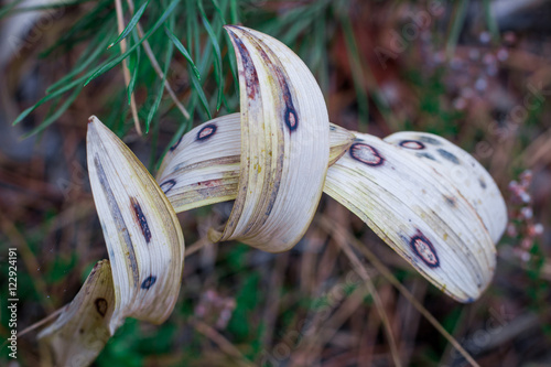 Textured and ornamental dry white autumnal leaves among acerose photo