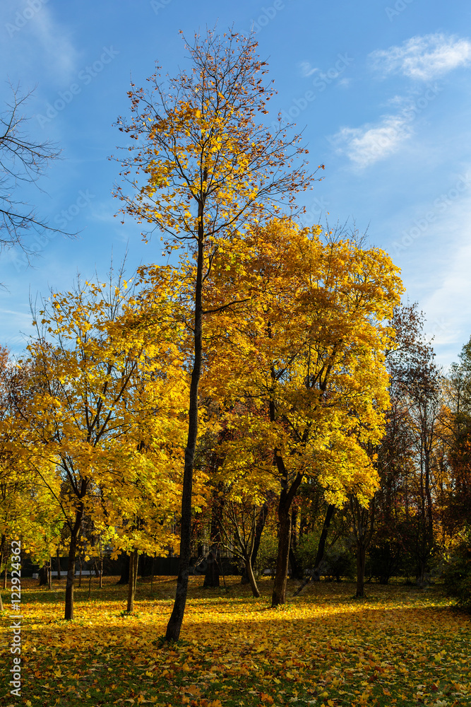 autumn maple trees in the park