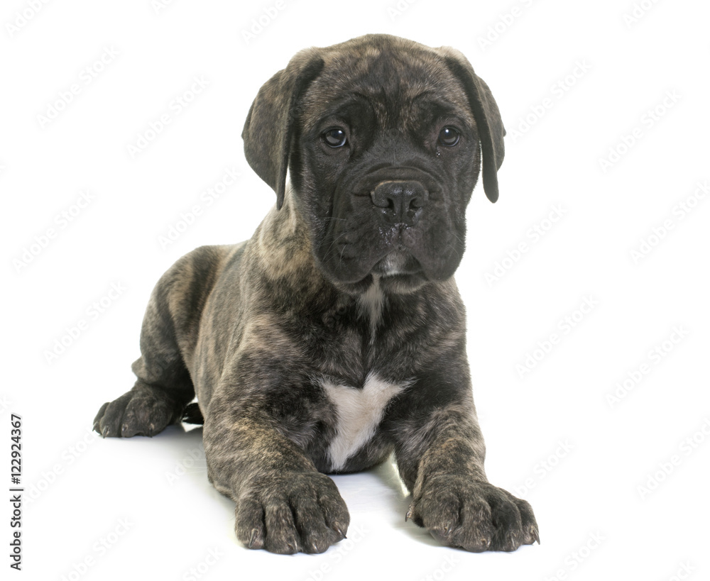 puppy bull mastiff