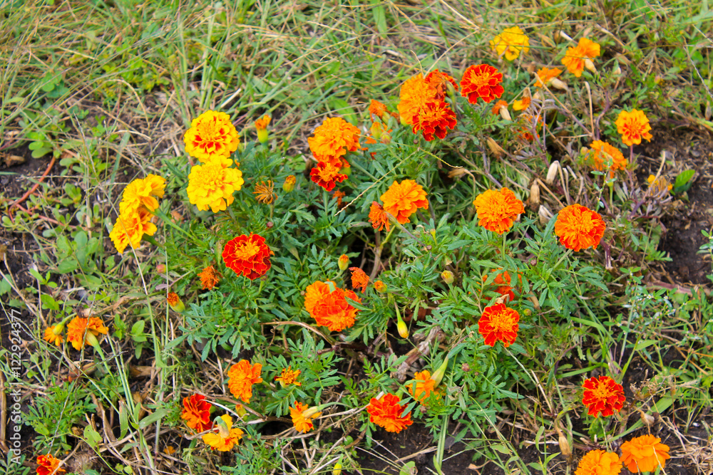 Orange marigolds in the garden Orange marigolds in the garden