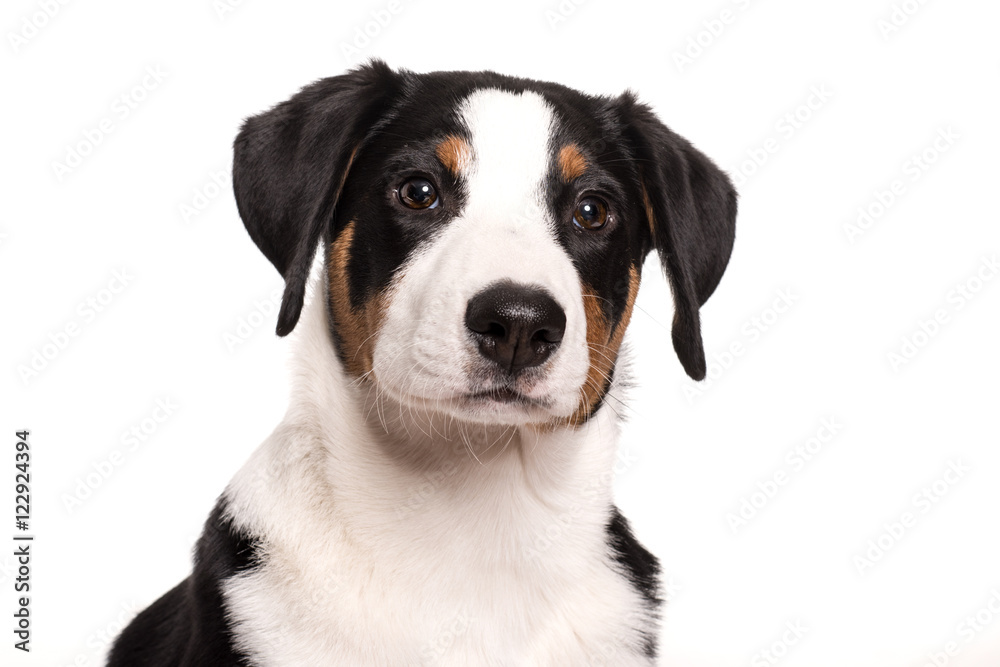 Appenzeller Sennenhund im Portrait - Niedliches Hundegesicht freigestellt 