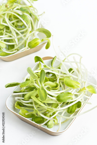 green young sunflower sprouts