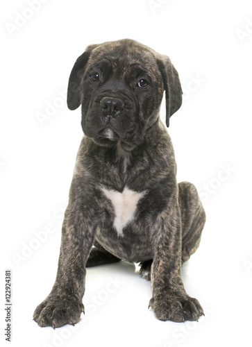 puppy bull mastiff © cynoclub